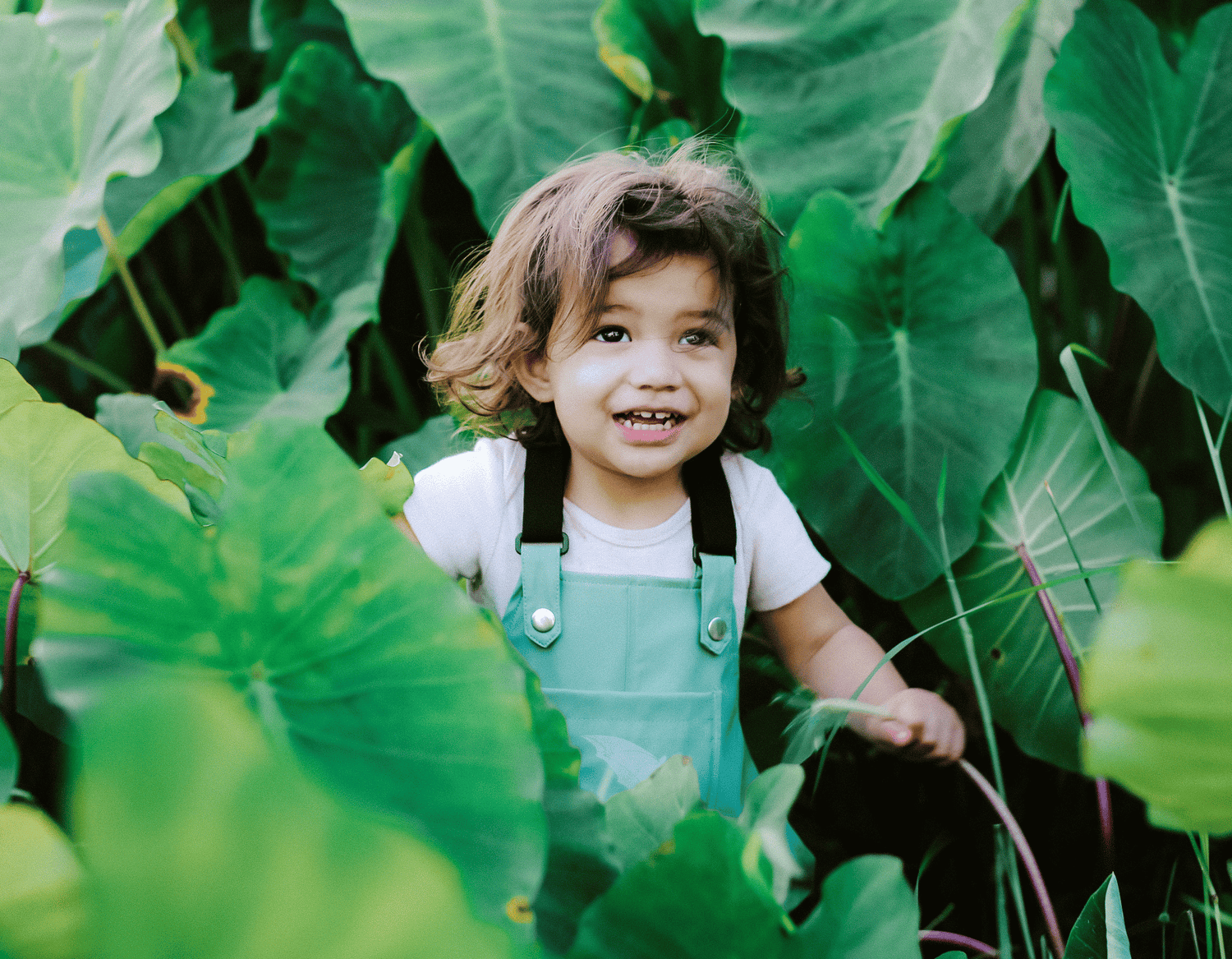 A toddler in Brolly Sheets wet weather overalls in several plants with large green leaves