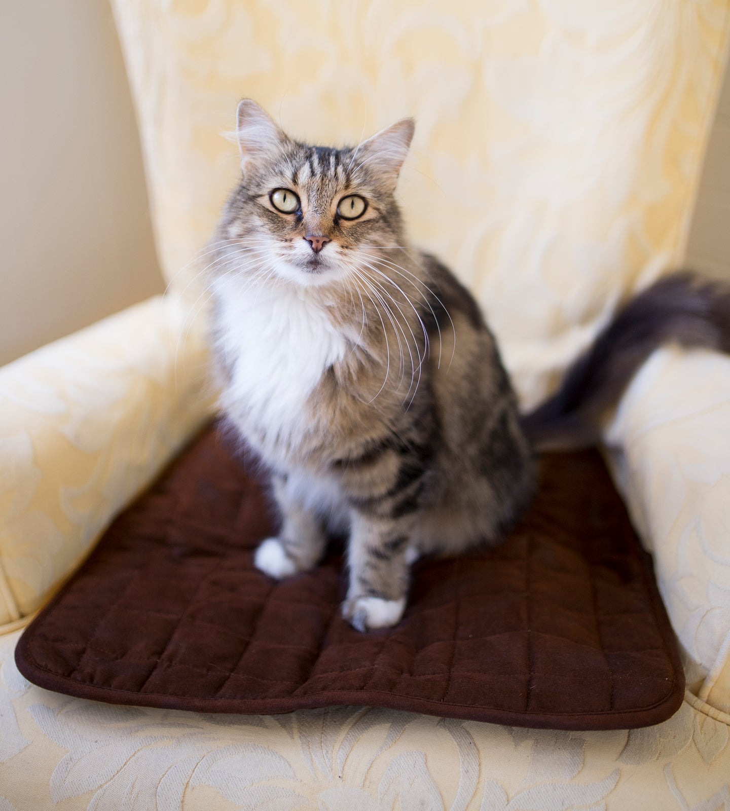 Pet Mat - Brolly Sheets AU - Dark Brown