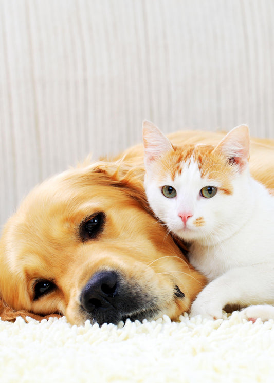 How to Manage Incontinence In Dogs & Cats