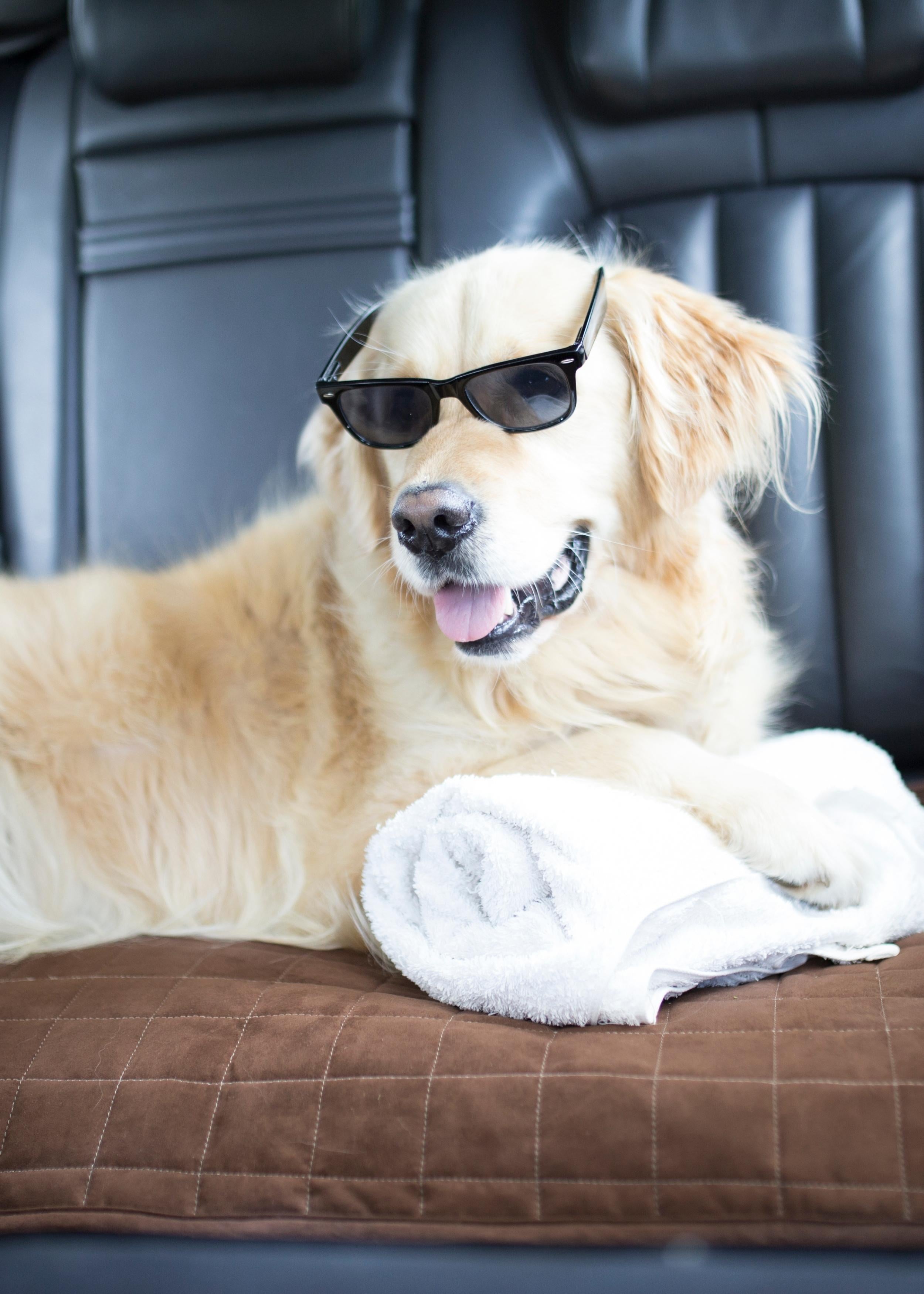 Pets Buying Guide
