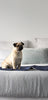 Pug dog on Navy bed pad which sitting on bed with 4 pillows.