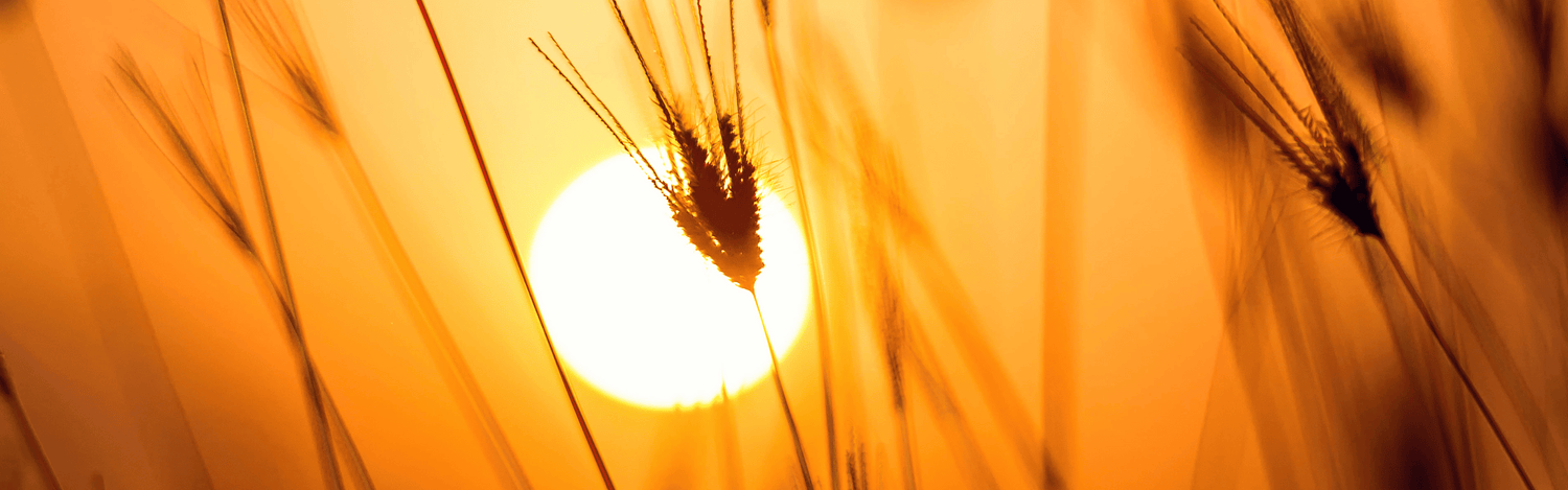 Setting sun seen through some stalks of wheat