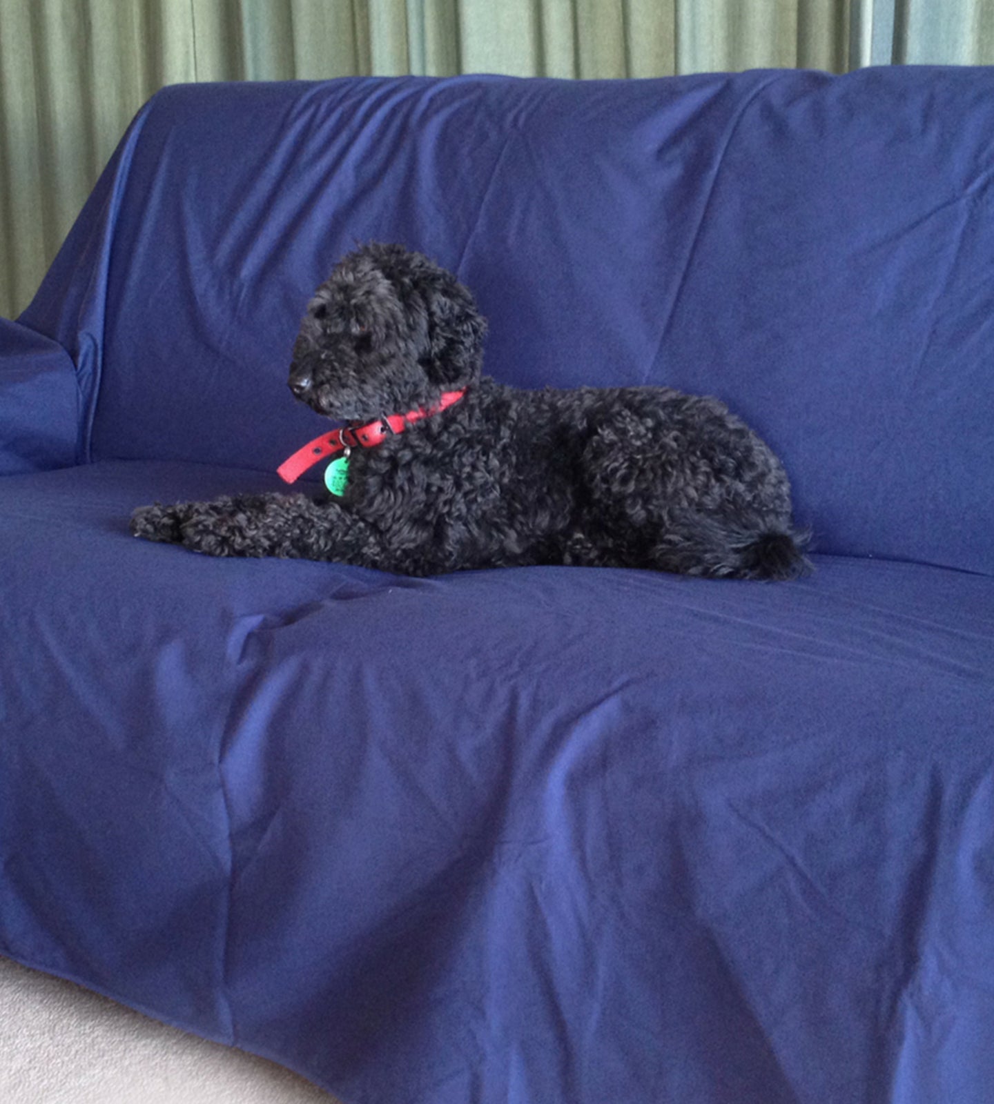 Pet Large Waterproof Sheet - Brolly Sheets AU