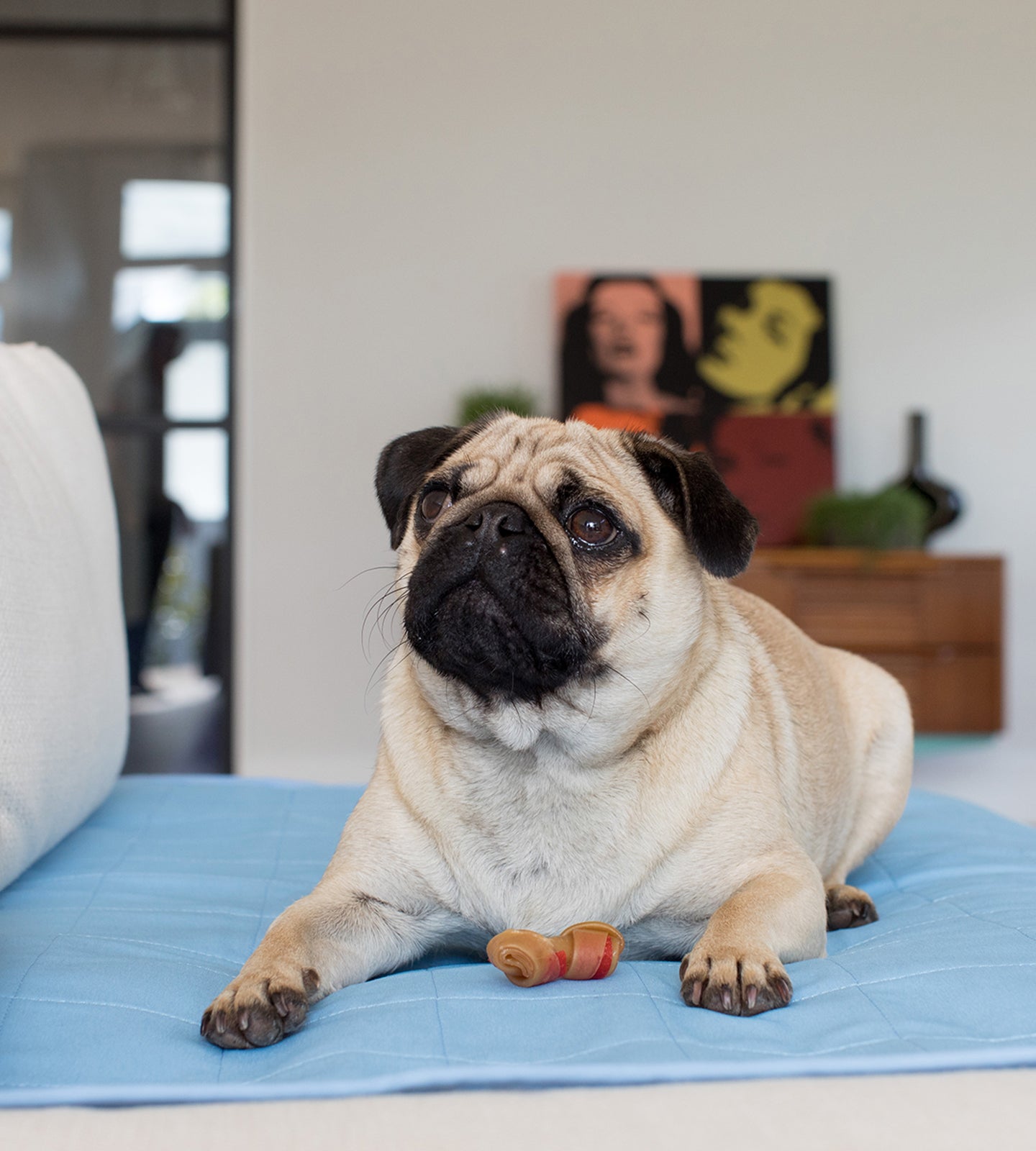 Pet Bed Pad - Brolly Sheets AU