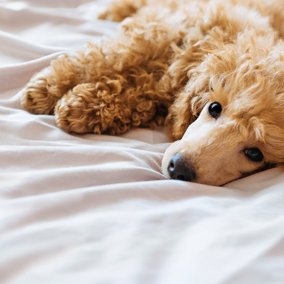 Pet Large Waterproof Sheet - Brolly Sheets AU