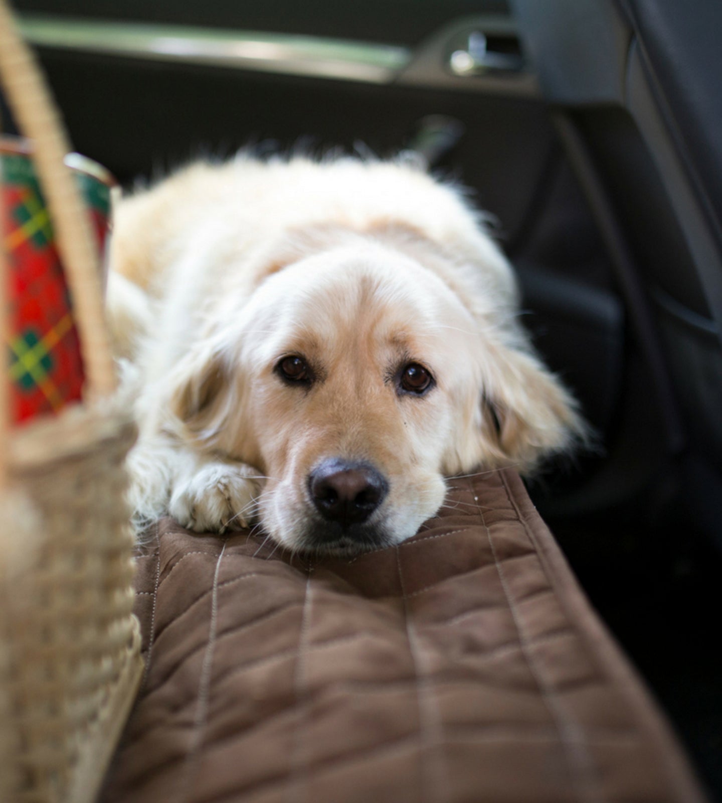 Car Seat or Couch Cover - Brolly Sheets AU